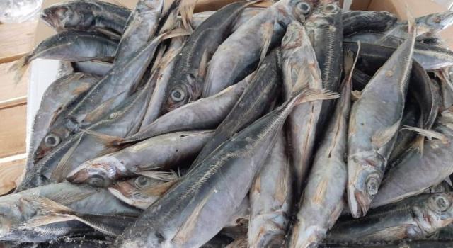 poisson thomson trop consommé à Kinshasa
